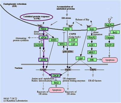 Nitazoxanide mitigates methotrexate hepatotoxicity in rats: role in inhibiting apoptosis and regulating endoplasmic reticulum stress